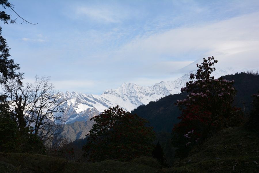 Blooming rhododendron flowers framing distant snow-covered Langtang mountain ranges